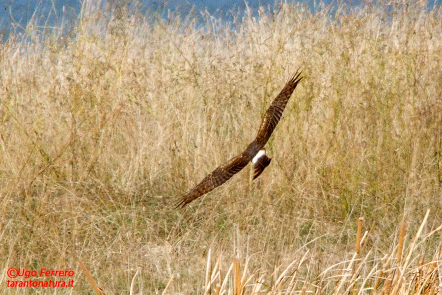 Albanella ? Quale ? Grazie !